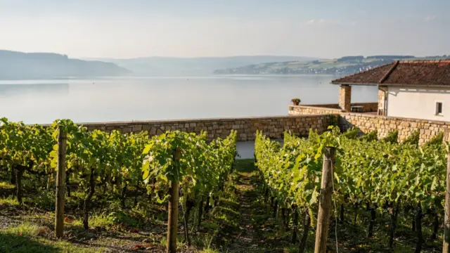 Weingut mit Seeblick am Bodensee und gepflegte Rebhänge für Genuss und Aussicht
