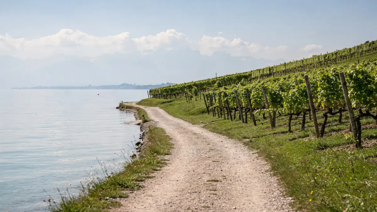 Wanderweg am Bodensee mit Blick auf See, Hügel und Alpen für den Artikel über Wanderungen am Bodensee