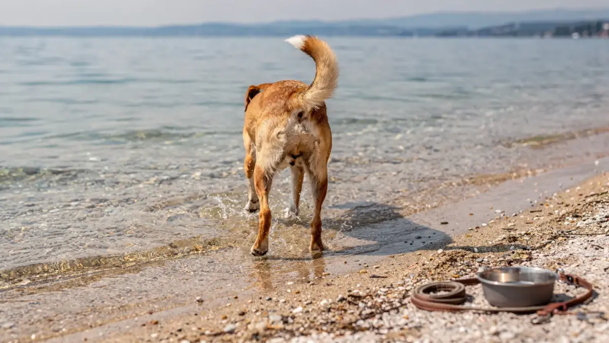 Hund am Hundestrand am Bodensee am Ufer des Sees